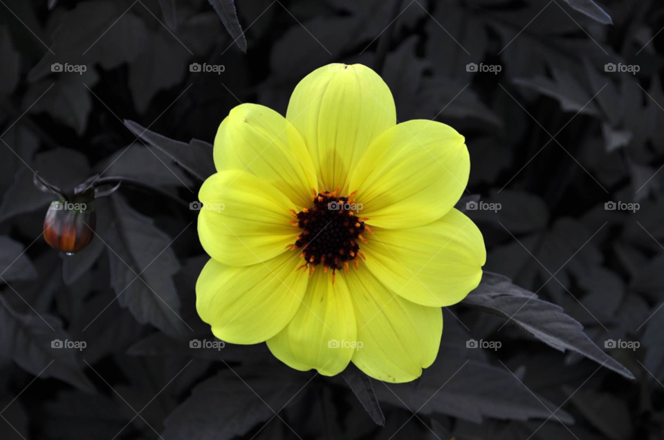 yellow nature flower plant by micheled312