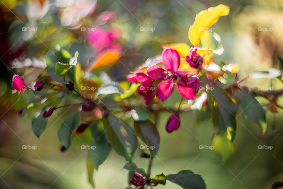 Blossom branch of crabapple at sunny day