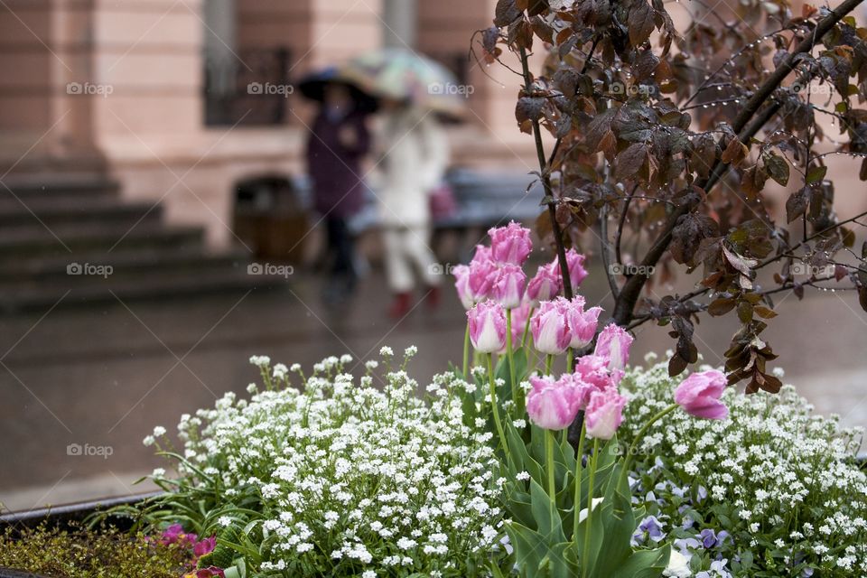 Flower, Garden, Blooming, Flora, No Person