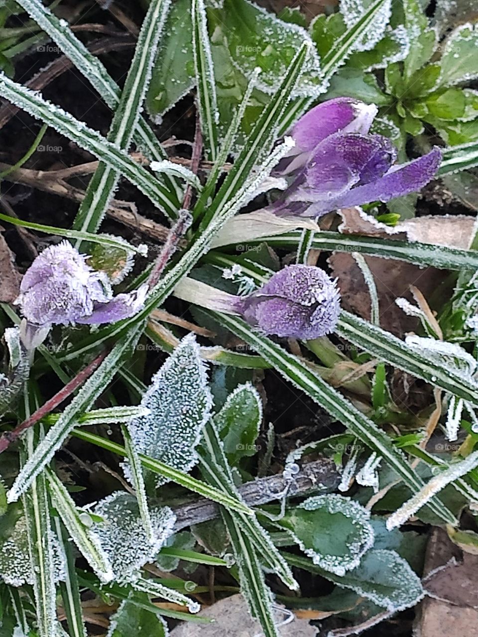 first flowers in spring, frost