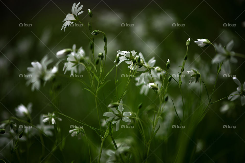 Beautiful spring wild nature