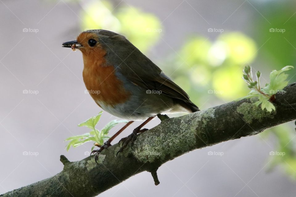 Robin