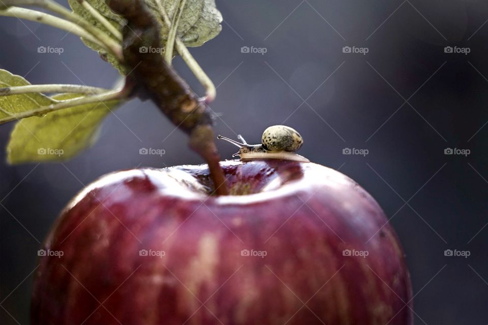 Little snail on Apple