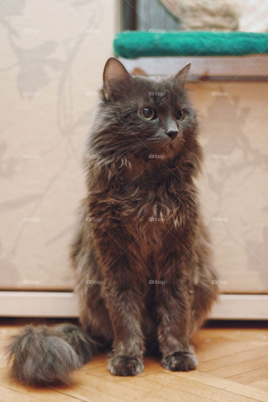 Nebelung cat seat and look