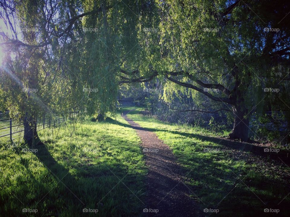 A pathway into the enchanted forest. 