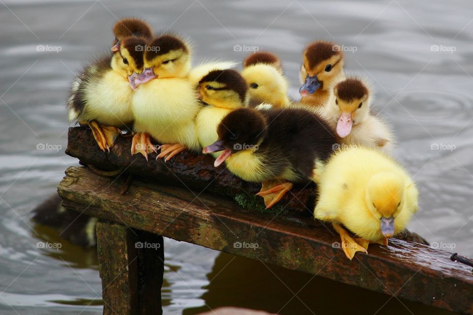 Little ducks in the lake