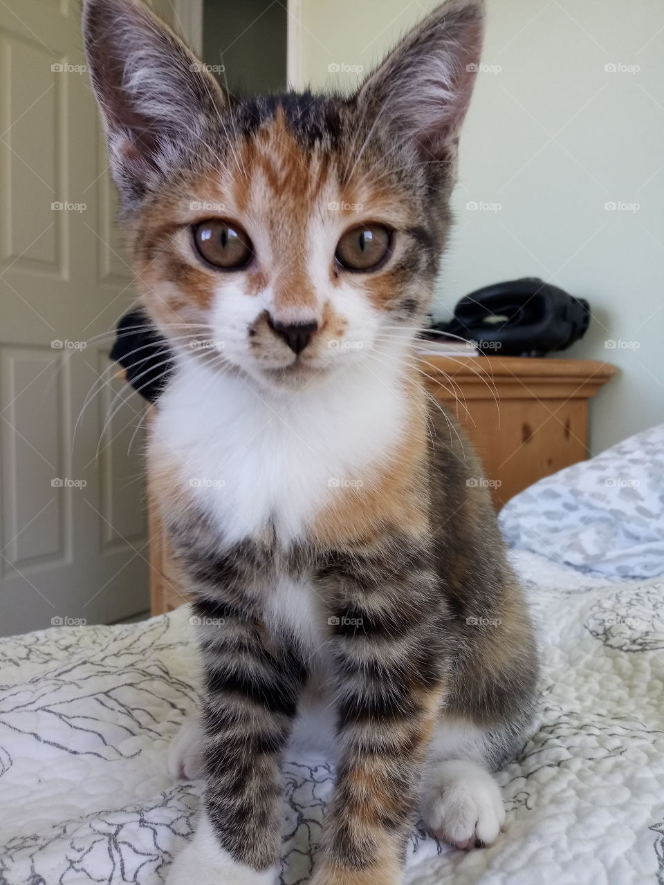 half calico half tabby kitten