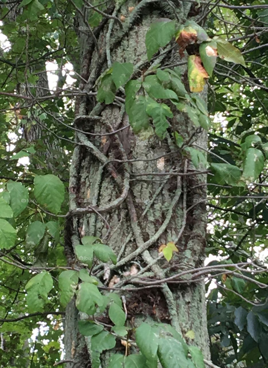 Tree with dead vines rooted into it