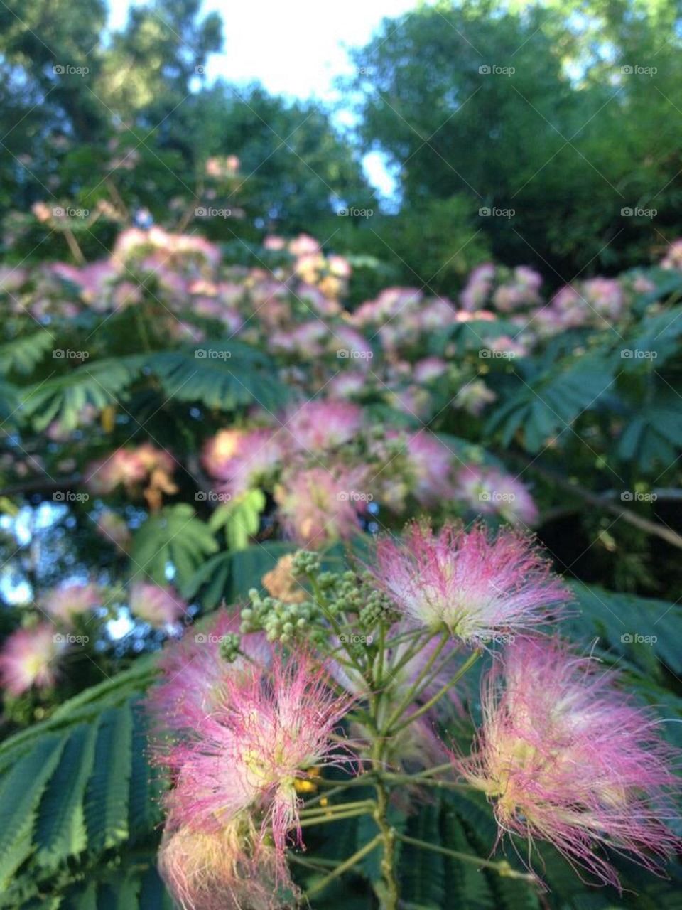 Blooming Mimosa