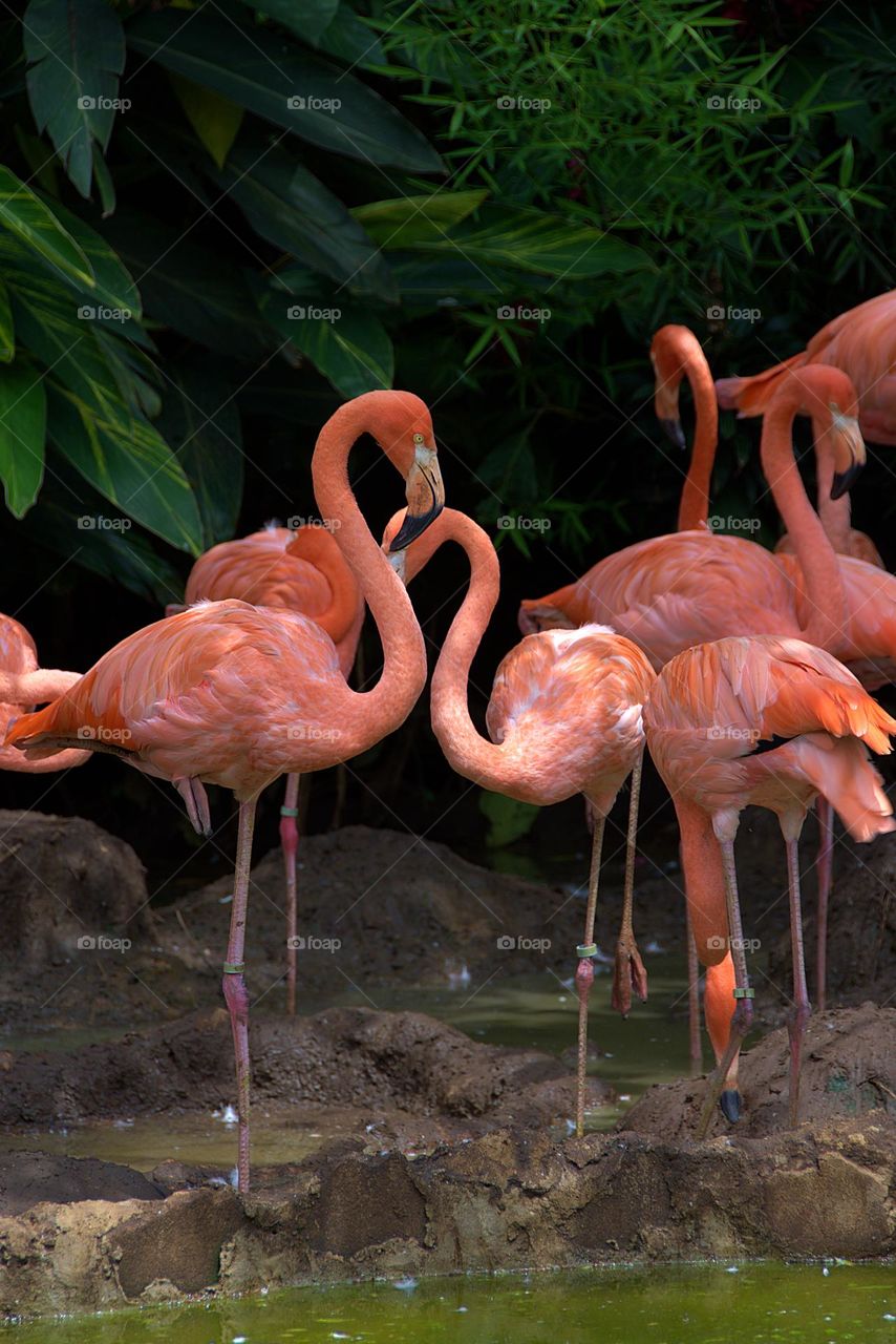 flamingos