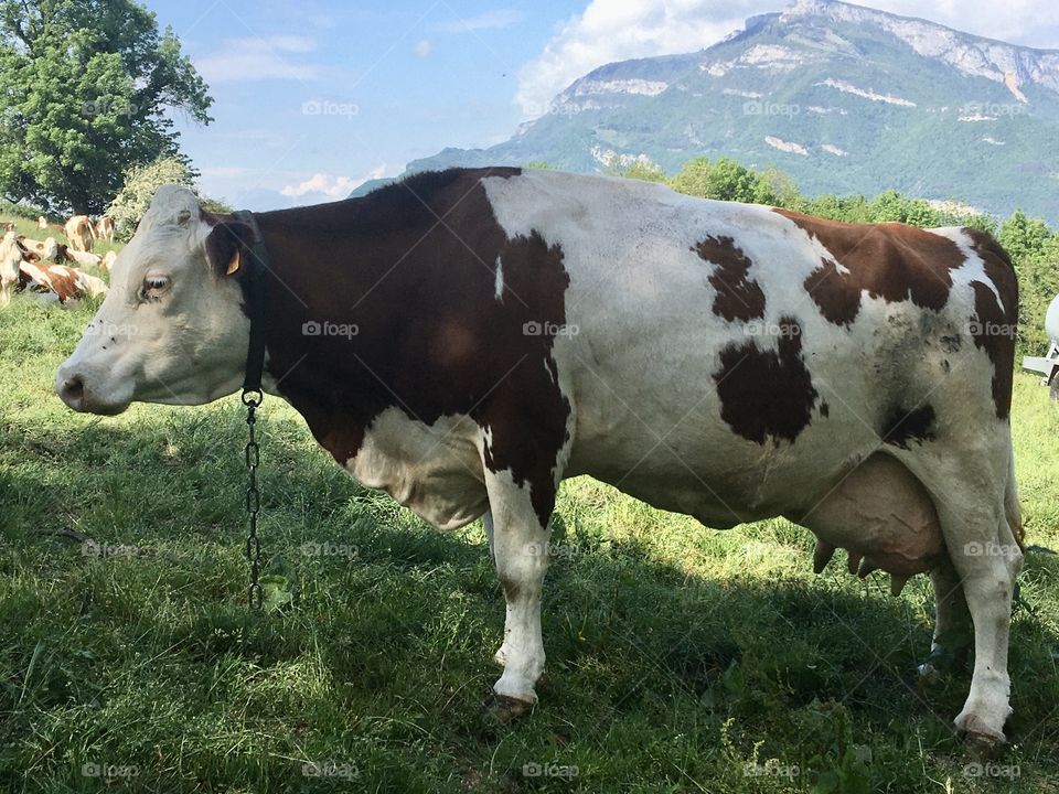 Cow for milk in Savoy
