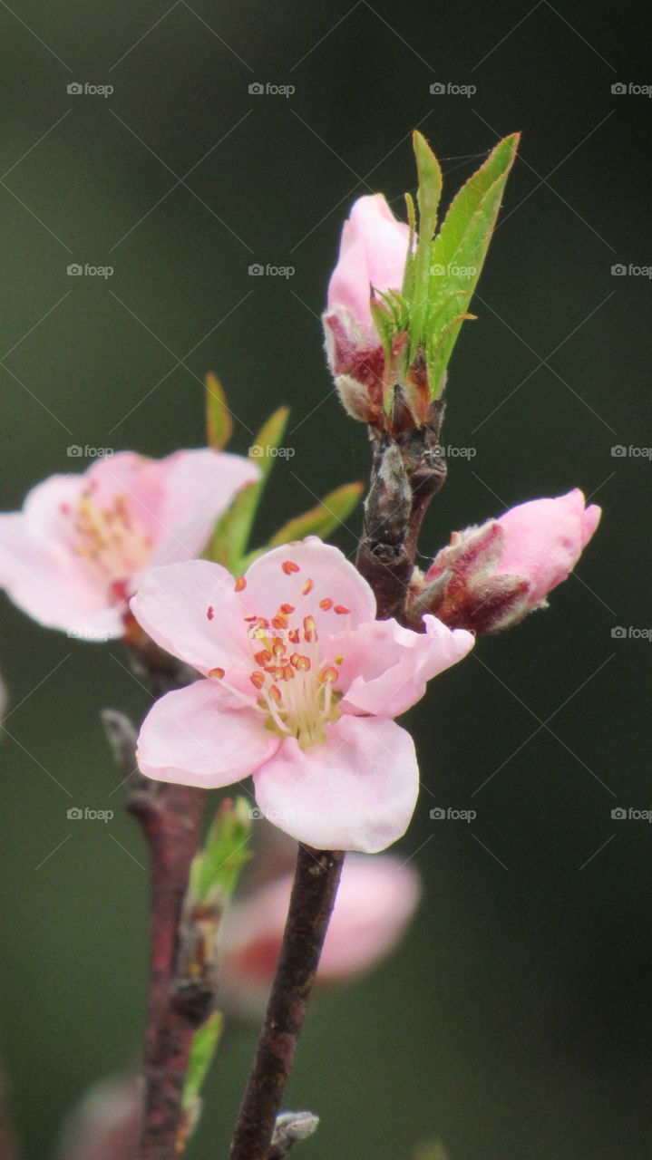 Cherry blossoms in the spring time