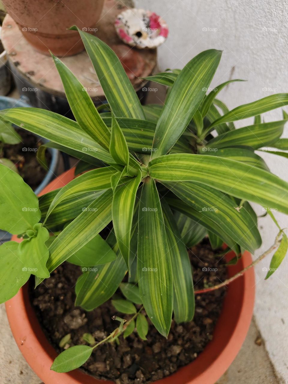 Plant | Plant Pot | Green | Leaves