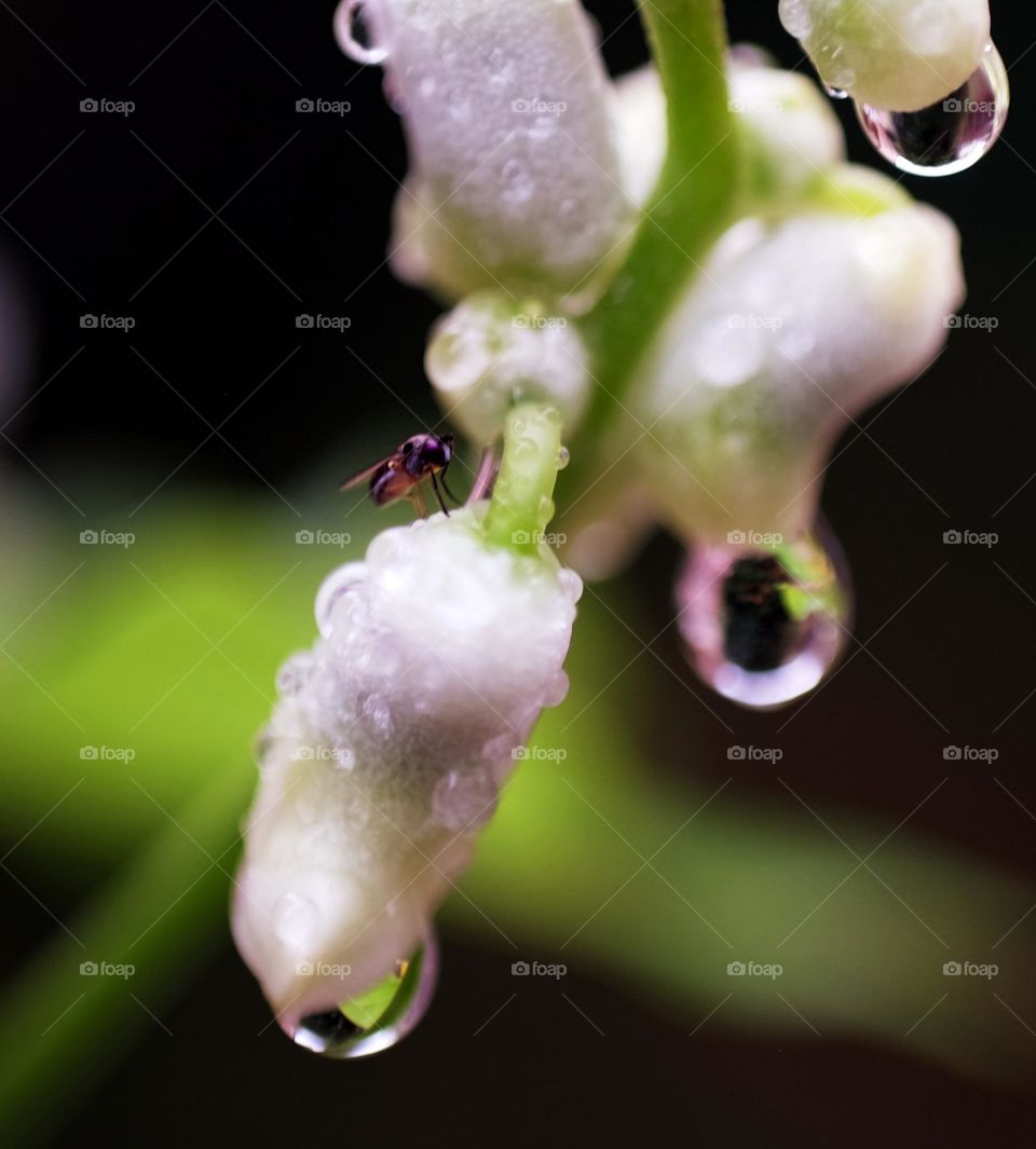 Cowpea sprouts after rain