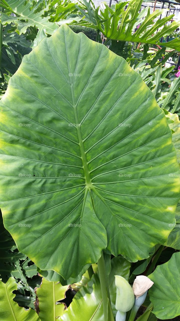 Fan leaf