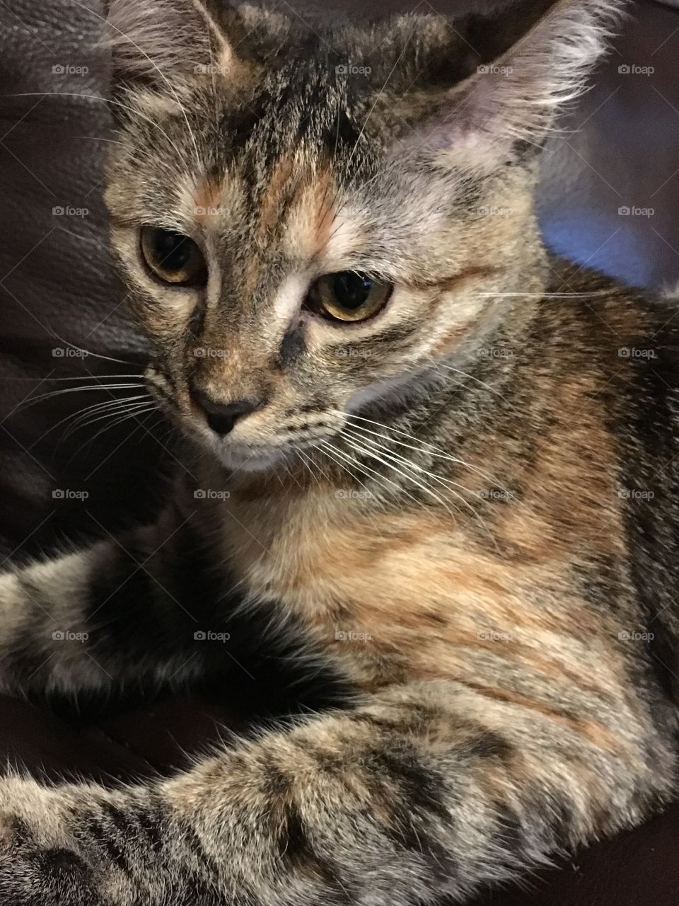 Adorable Neko ❤️