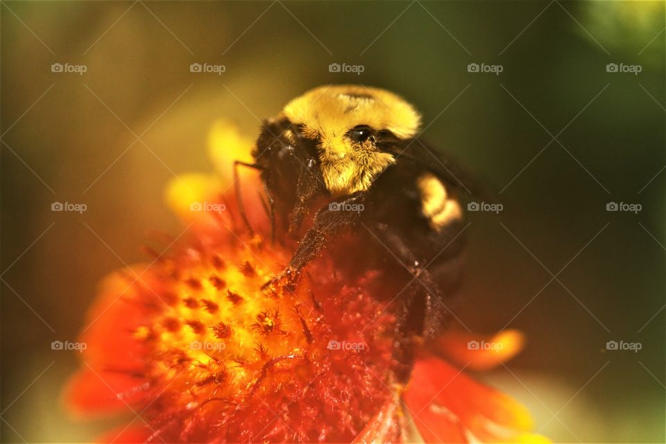 Artistic Bee Photo