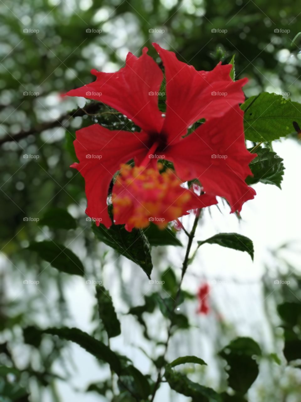 hibiscus