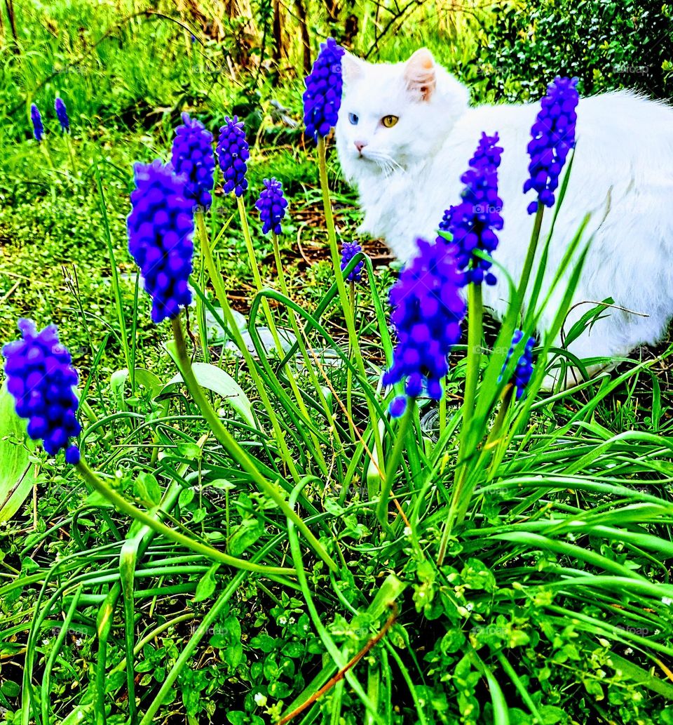 my cat wolking near flowers in my garden