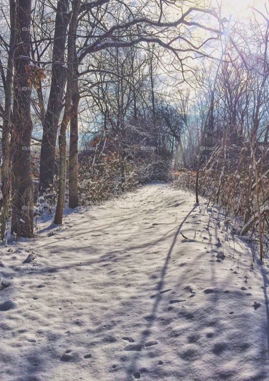 Woodland winter walk 