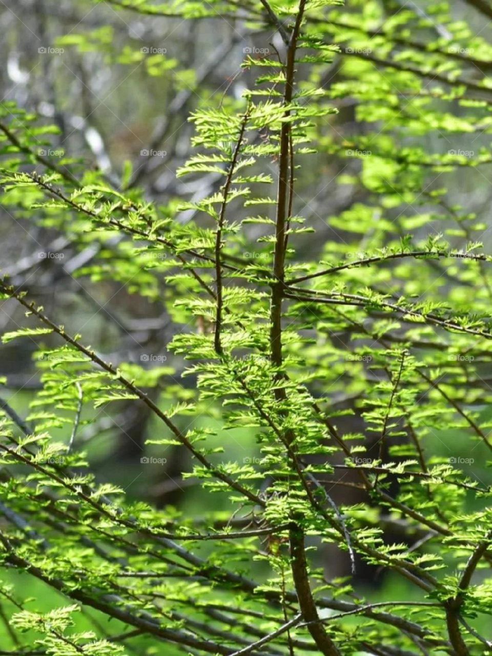 For me, the main color of spring is green. Peaceful green, gentle green, joyful green, a combination of the blue color of the sky and the yellow of the sun, peace and energy..