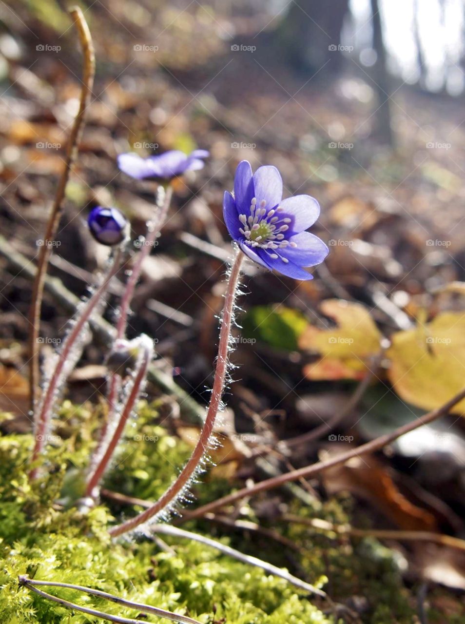 “On this day, the first hepatica buds were poking through the leaf mat, and some were opening into startlingly light-blue flowers”