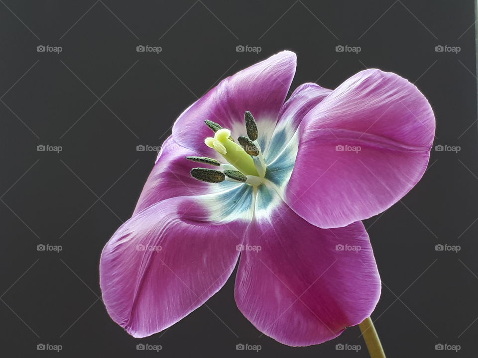 Blüte einer Tulpe aus anderer Perspektive