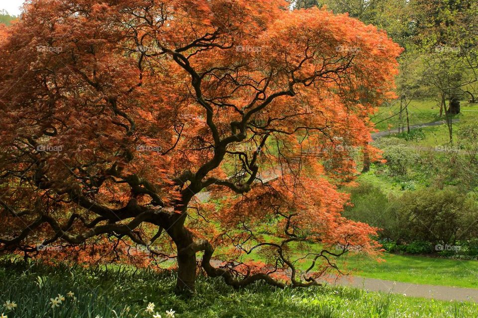 Japanese maple