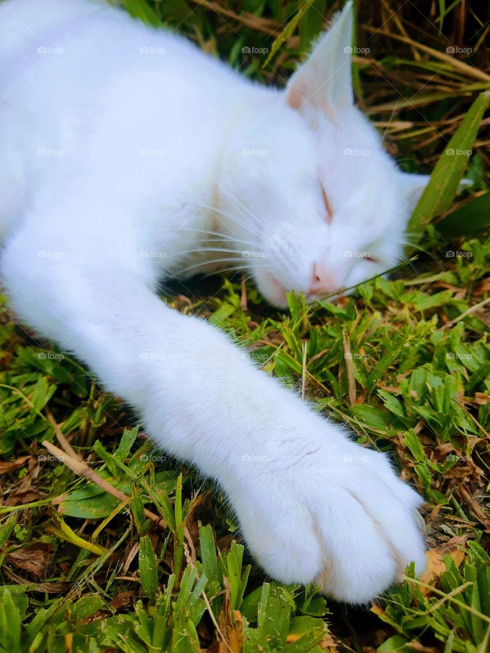 white cat sleeping