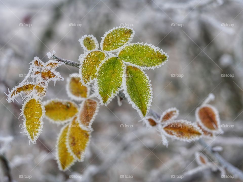 Frozen nature