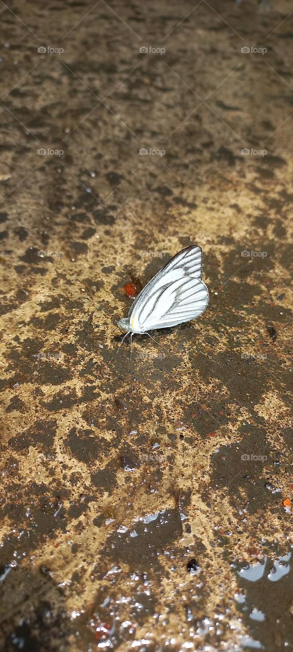 Beautiful little butterflies perched on the wet terrace