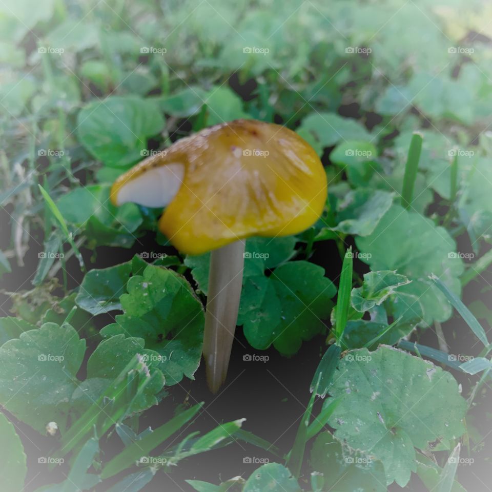 Closeup mushroom