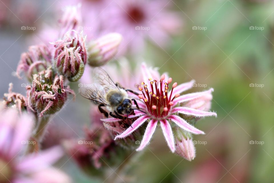 Housefly on pink flower