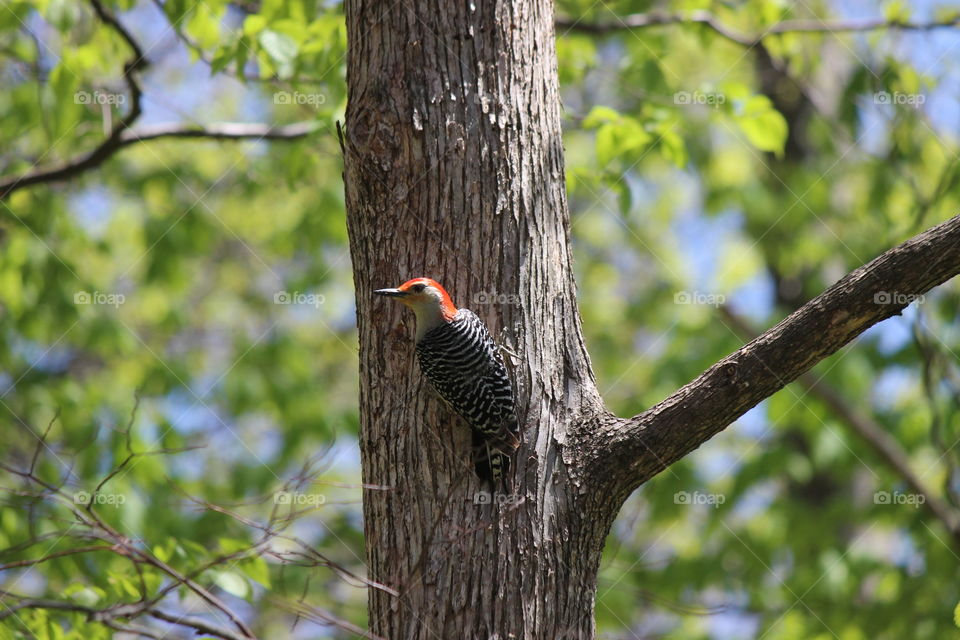 red bellied woodpecker during spring in the countryside