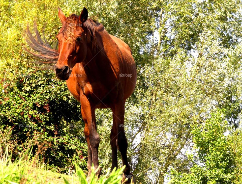 Majestic horses