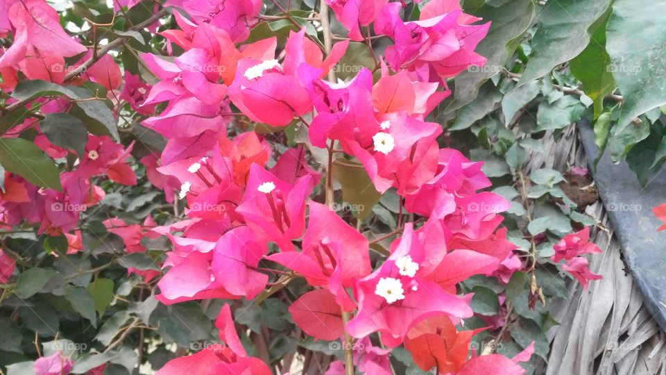 A beautiful scene of the red flowers in the garden.