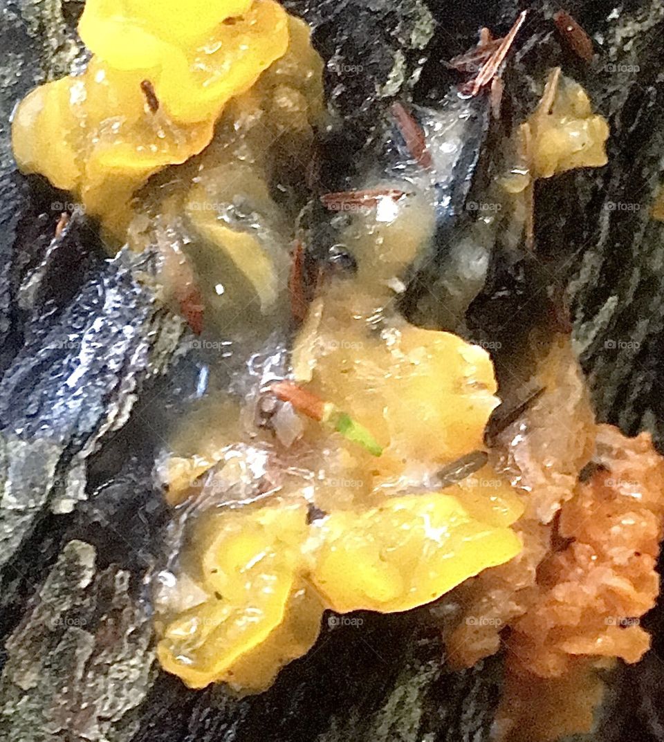 Fungus on a log