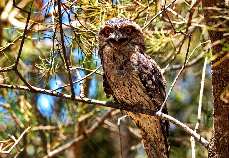  Tawny frogmouth