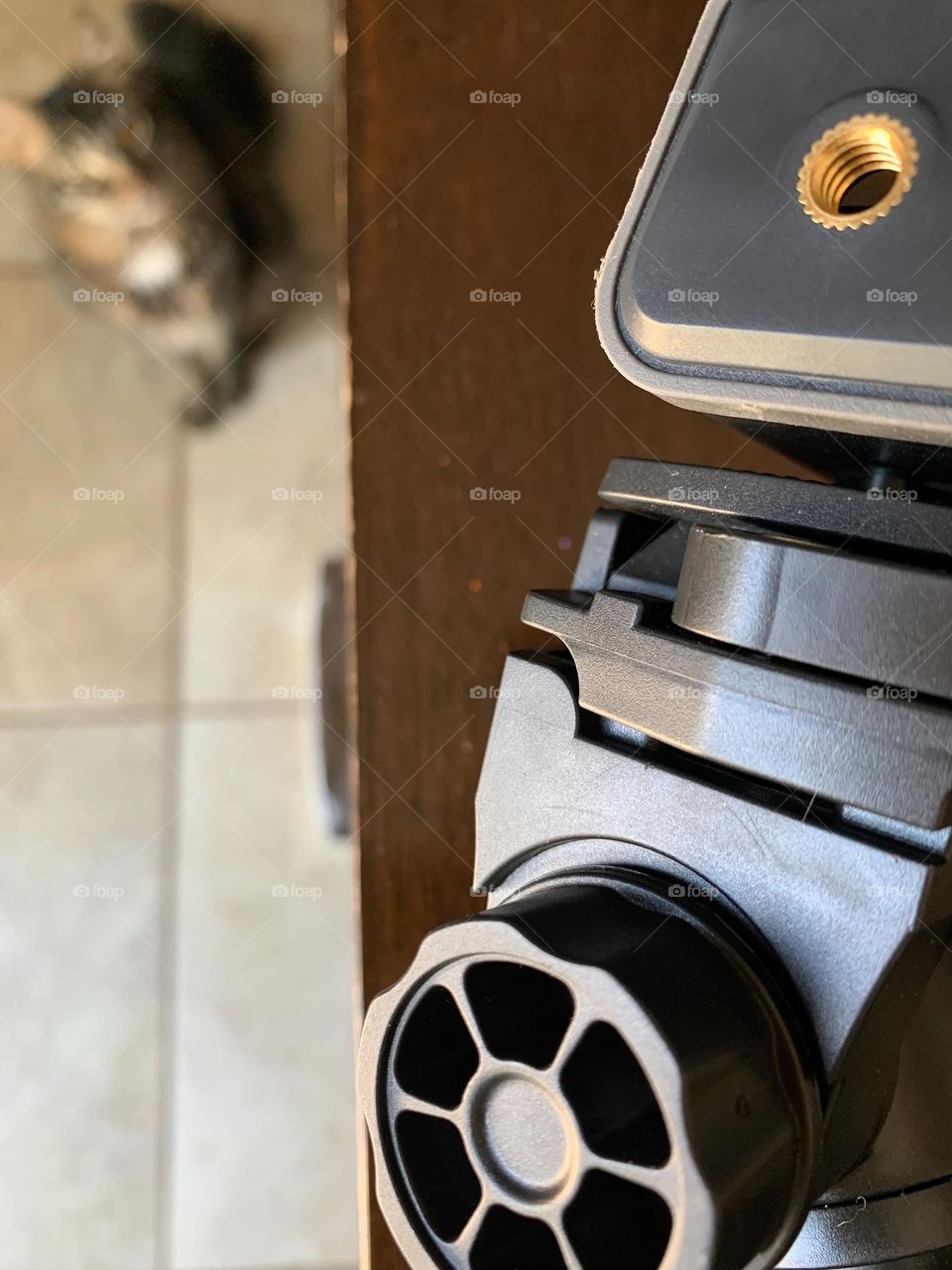 Kitten Heard And Is Looking To Watch Setting Up Tripod On The Dining Room Table.