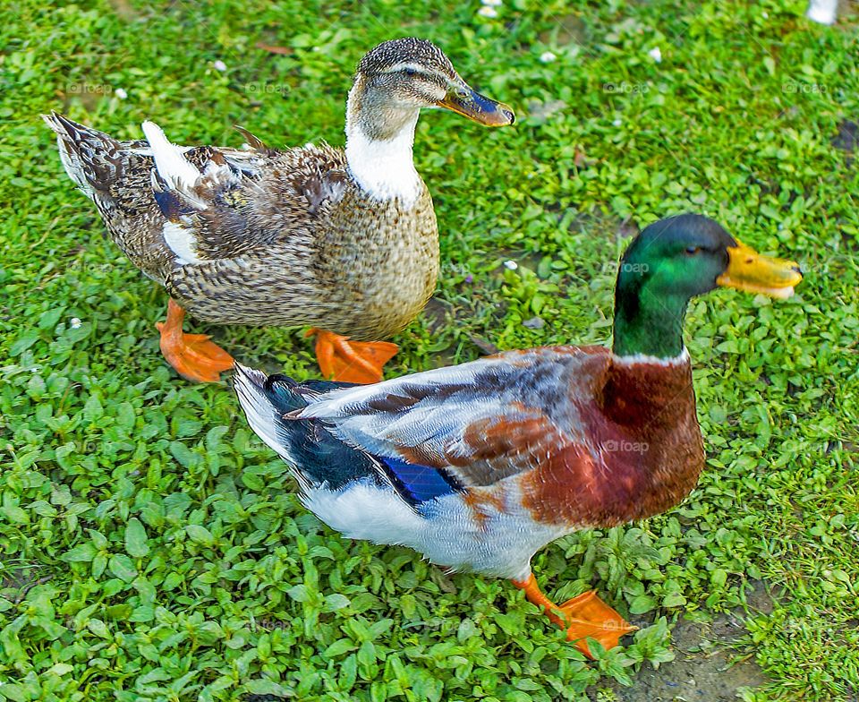 colorful ducks