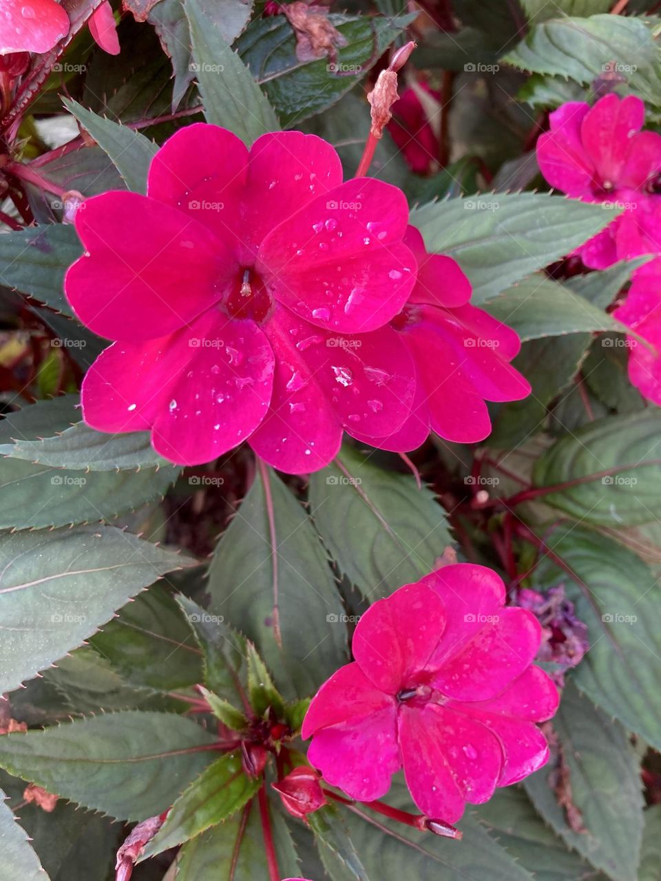 🌹 🇺🇸 Very beautiful flowers to brighten our day.  Live nature and its beauty. Did you like the delicate petals? / 🇧🇷 Flores muito bonitas para alegrar nosso dia. Viva a natureza e sua beleza. Gostaram das pétalas delicadas? 