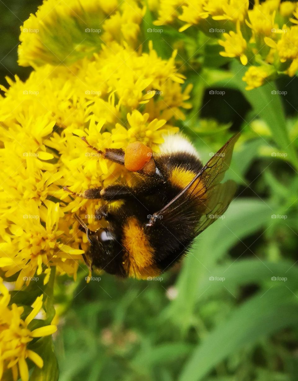 Bumblebee