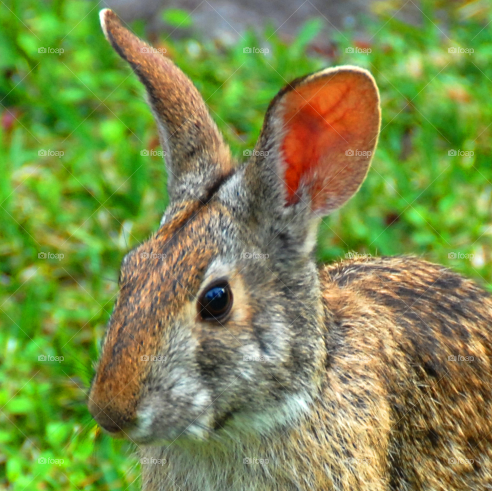 face cute rabbit bunny by lightanddrawing
