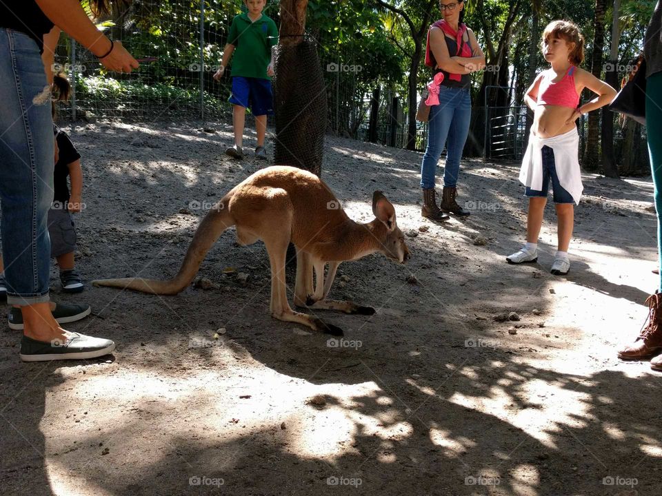 Kangaroo Gathering