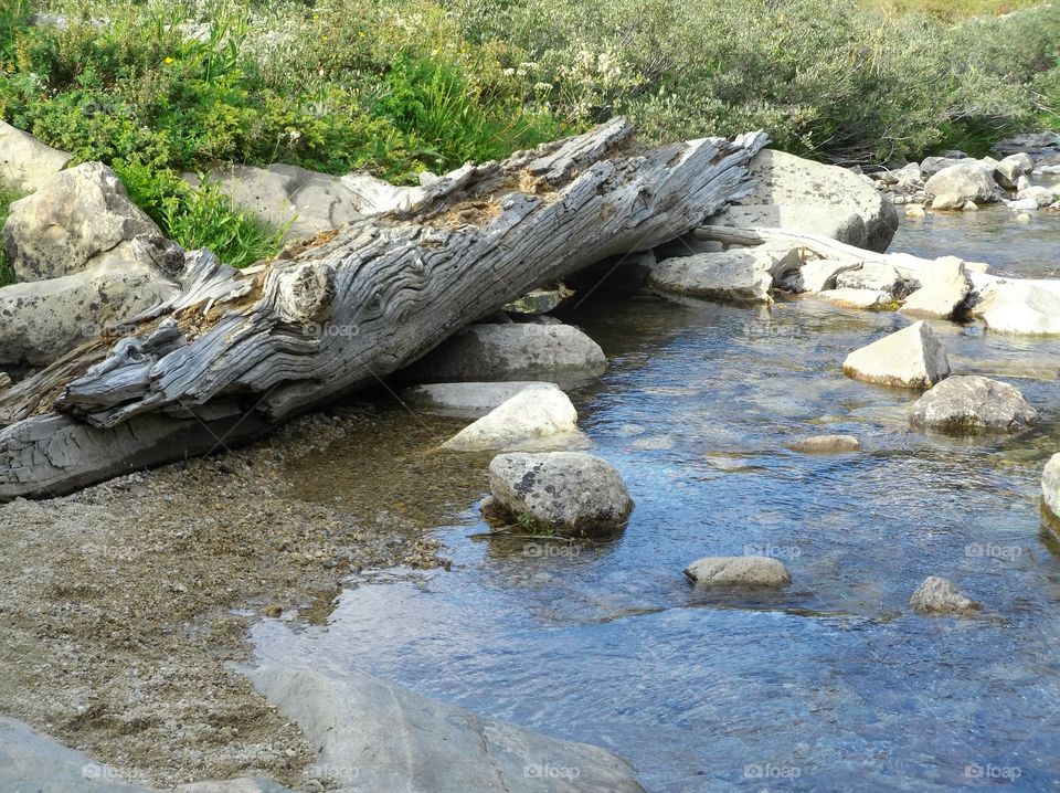 log by the crystal clear mountain stream in the Lamoille Canyon, NV