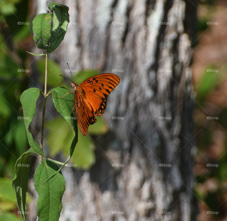 Bringing out the color