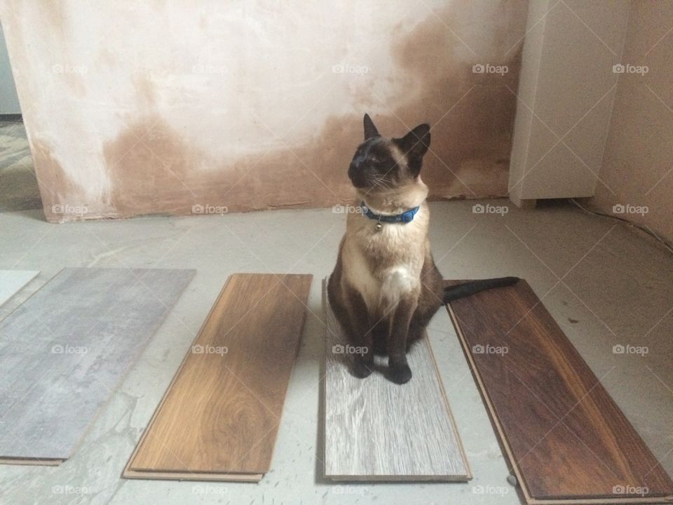 Funny Siamese cat sitting on laminate floor swatches
