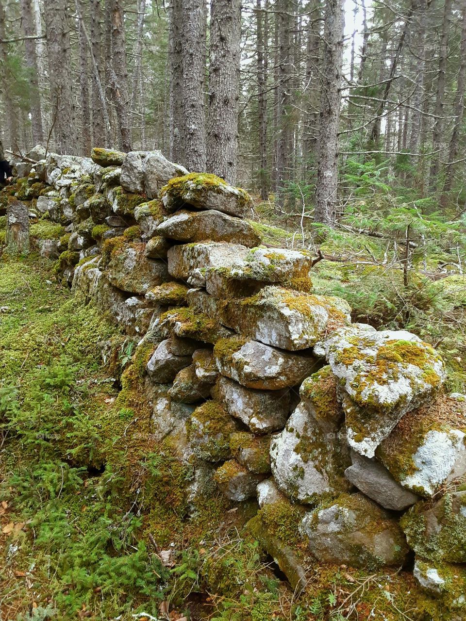 New England moss covered rock wall in the forest