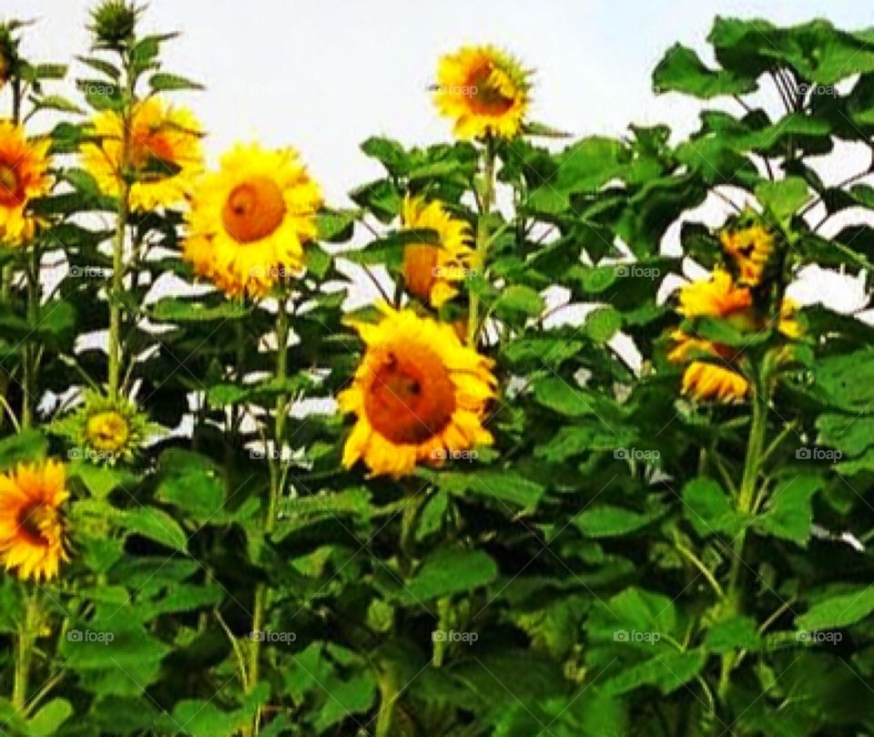Giant sunflowers in bloom
