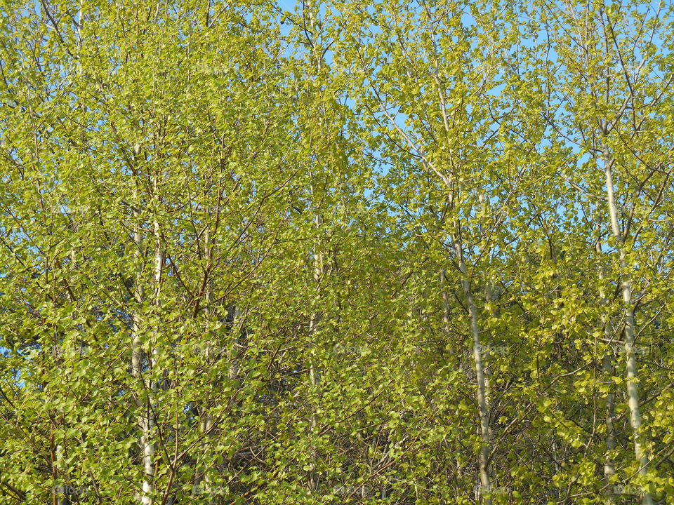 Leaf, Tree, Nature, No Person, Wood